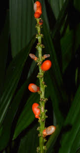 Image result for Dracaena aubryana