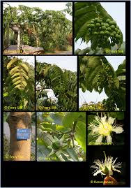 Image result for Duabanga