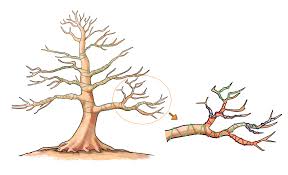 Metal tree art, making beautiful tree from copper wire. Wiring Bonsai Trees To Shape And Bend The Branches Bonsai Empire