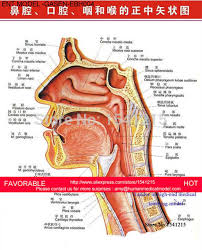 With a commitment to providing the highest quality care and the most advanced treatments, our. Anatomy Of The Ear Nose And Throat Anatomy Drawing Diagram