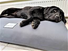 We did not find results for: Orthopedic Dog Beds Handmade In The Uk By Berkeley