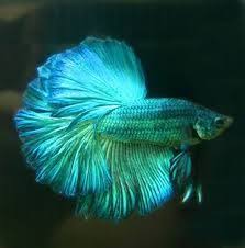 Image Result For Iridescent Betta Fish Betta Betta Fish Betta Fish Tank
