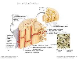 What is the difference between compact and spongy bone? Bones Ppt Video Online Download
