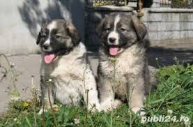 Toate categoriile anunțuri câini câini de vânzare adopții câini pierderi câini împerecheri câini câini gãsiți cumpãr câini anunțuri pisici pisici de vanzare adoptii pui husky siberian de vanzare, minunat, utilizat în principal pentru plăcerea si bucuria copiilor cu chef de joacă. Vand Caini Ciobanesc Carpatin Bucuresti Iasi Oradea Cluj Sector 2 Animale Publi24 Ro