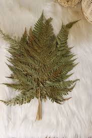 We did not find results for: Jual Daun Pakis Kering 1 Pack Untuk Buket Bunga Souvenir Hiasan Interior Rumah Murah Meriah Di Lapak Hope Dekorasi Bukalapak