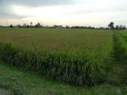 Banyak harapan yang tertumpu pada teknologi ini agar terjamin keberhasilan produksi padi pada tingkat kecamatan, kabupaten, provinsi dan nasional. Penyakit Padi Weblog Padi Selangor Pertanian Selangor
