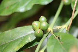 Image result for Cnestis polyphylla