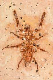 Image result for Schistostephium crataegifolium