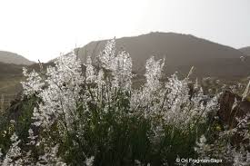 Image result for Tricholaena