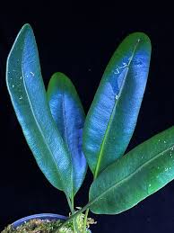 Image result for Elaphoglossum