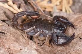 The official twitter page for scorpion on @cbs. Scorpions Order Scorpiones Inaturalist