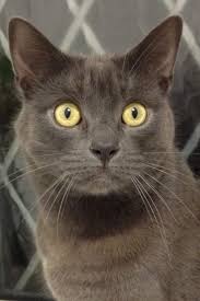 Epingle Par Mary Kay Sur Chats Chat