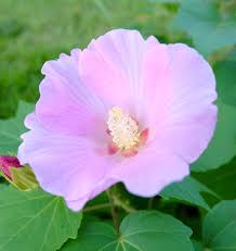 Image result for Hibiscus mutatus