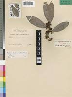 Image result for Gymnosporia buchananii