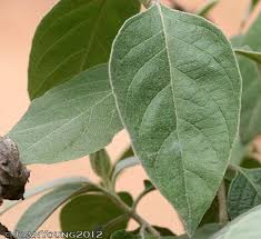 Image result for Barleria albostellata