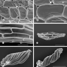 Image result for Ancistrorhynchus clandestinus