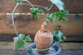 Image result for Coccinia mildbraedii