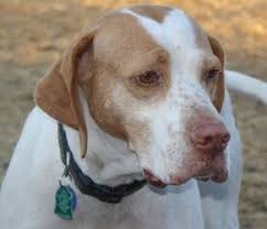 Our english pointer puppy was adorable and she's grown into a fine hunting dog! Adopt Tressie Mae Minnesota On Petfinder English Pointer Dog Sporty Dog Pointer Dog