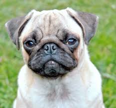 Résultat de recherche d'images pour "enjoyphoenix"