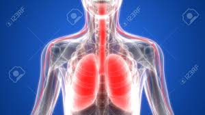 Menschlicher Korper Organe Lunge Mit Nervensystem Anatomie Lizenzfreie Fotos Bilder Und Stock Fotografie Image 66232591