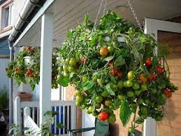 Want to grow tomatoes in hanging baskets, follow our guide and learn how for best results including the best tumbling varieties. Best Tomato Plants For Hanging Baskets Cromalinsupport