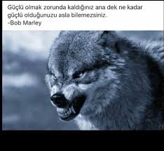 Haluk Gungor Adli Kullanicinin Ozlu Sozler Panosundaki Pin Hayvan Fotografciligi Hayvan Hayvanlar