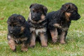 We did not find results for: Registered German Shepherd Puppies For Sale In Gauteng Pets Lovers