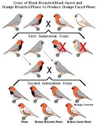Zebra Finch Mutations The Varieties And Genetics Of The
