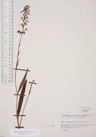 Image result for Habenaria indiana