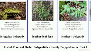 Image result for Microsorum pappei