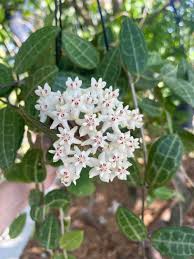 Image result for Halleria elliptica