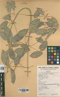 Image result for Hippocratea africana
