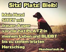 Ein hund wird dir schneller vergeben als jeder andere mensch. Dein Dogs Dogs Aesthetic Dogs And Puppies Dogs Quotes Ferienhaus Ferienwohnung Hund Hundeurlaubde Valentine S Day Quotes Valentine Quotes I Love Dogs