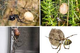 These newly born spiders are pale and move frighteningly fast. How To Kill Spider Eggs And Spiderlings 5 Natural Methods That Work