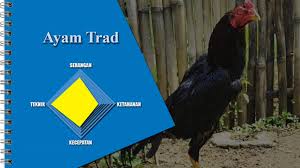 Tradngon ayam / ayam jual hewan peliharaan terlengkap di bawen olx co id : Jenis Ayam Ayam Trad Adalah Super Taji