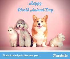 Our house sitting services & fees. Pawshake Pet Sitting Dog Sitting Dog Boarding Pawshake Twitter