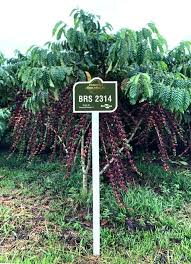 Image result for Turraea robusta