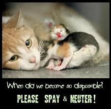 For The Love Of God Please Do It No Excuses Cats Feral Cats Animal Advocacy