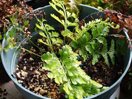 Image result for Asplenium sandersonii