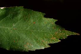 Image result for Oncoba