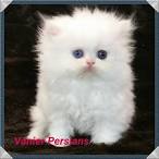 Persian Cat Breed Profile | Petfinder