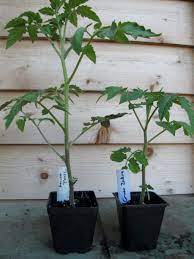 Maybe you would like to learn more about one of these? Buying Heirloom Tomato Plants Tips On What To Look For And Avoid