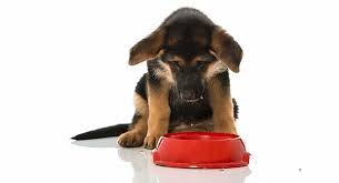 how much to feed a german shepherd puppy our guide