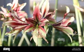 Image result for Maesobotrya floribunda