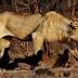 Man-Eating Lion Sentenced To Life In Prison In India