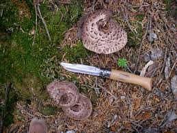There are no known poisonous look alikes. The Zeiger Family Homestead Blog Hawk Wing Mushrooms