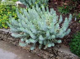 To add more speculation to the meaning of gopher wood, there is even disagreement as to the true spelling of the hebrew word. Euphorbia Rigida Silver Spurge Gopher Plant Drought Tolerant And Said To Repel Deer Plants Front Yard Plants Low Water Gardening
