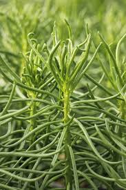 Image result for Senecio barbertonicus