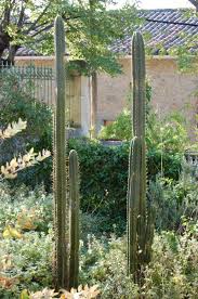 Cut the cactus and blend it with some water. Echinopsis Pachanoi Trichocereus Pachanoi San Pedro