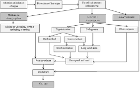 This guide contains general technical information for working with animal cells in culture, including media, subculturing, cryopreservation, and contamination. Introduction To Animal Tissue Culture Science Book Chapter Iopscience